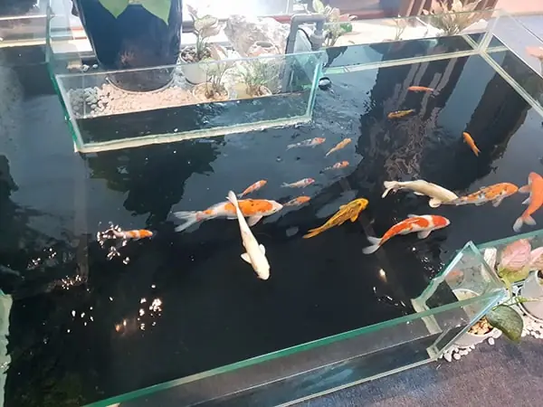 Hướng Dẫn Chi Tiết Cách Làm Hồ Cá Tại Nhà Đẹp & Bền Vững