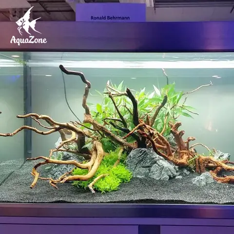 Cần Những Gì Để Làm Hồ Cá Thủy Sinh Đẹp Và Bền Vững? Cần Những Gì Để Làm Hồ Cá Thủy Sinh Đẹp Và Bền Vững?