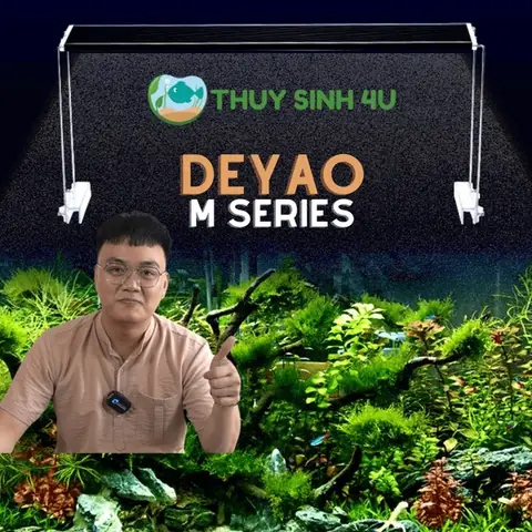 Hướng Dẫn Làm Hồ Cá Thủy Sinh Giá Rẻ Tại Nhà: Tiết Kiệm Tối Đa