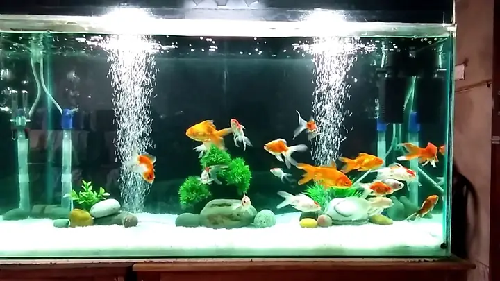 Cách Làm Hồ Nuôi Cá Ranchu Đơn Giản, Hiệu Quả Tại Nhà