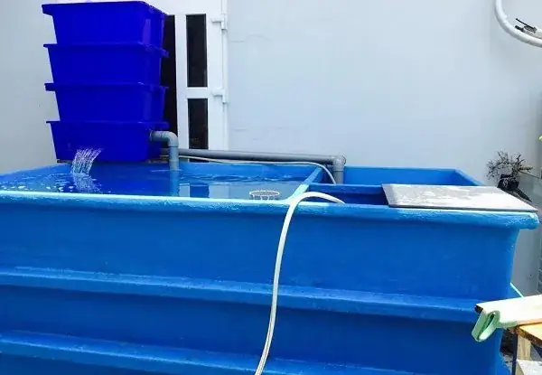 Hướng Dẫn Chi Tiết Cách Làm Lọc Hồ Cá Koi Hiệu Quả Tại Nhà