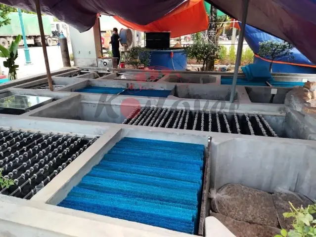 Làm Thế Nào Để Nước Hồ Cá Koi Luôn Trong Vắt và Sạch Sẽ?