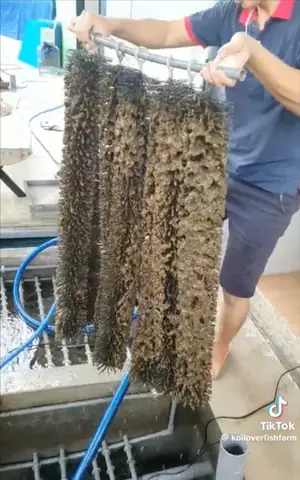 Làm Thế Nào Để Nước Hồ Cá Koi Luôn Trong Vắt và Sạch Sẽ?