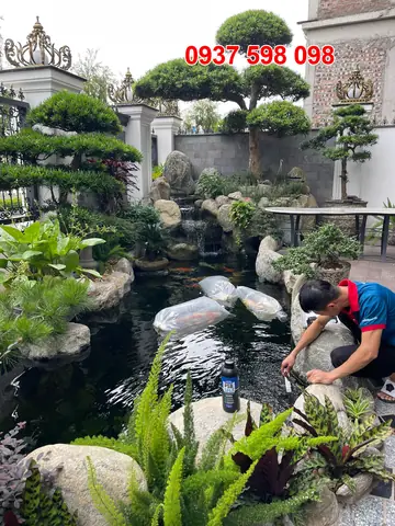 Làm Thế Nào Để Nước Hồ Cá Koi Luôn Trong Vắt và Sạch Sẽ?