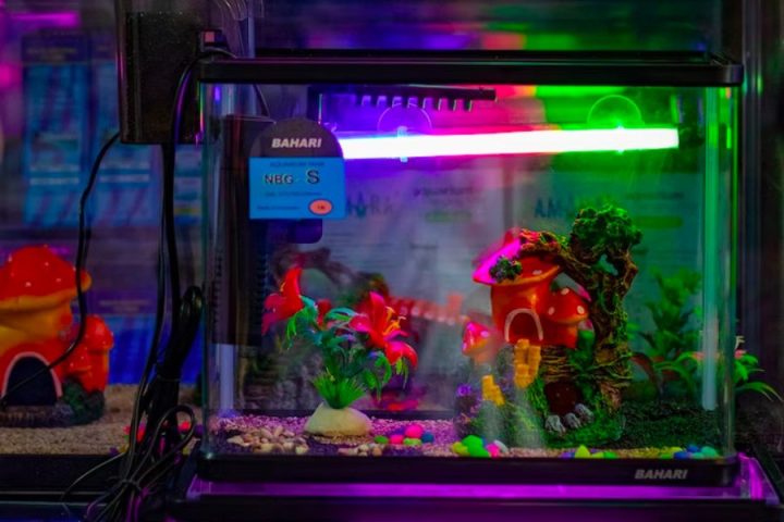 lắp đặt hệ thống đèn chiếu sáng phù hợp cho bể cá cảnh mini