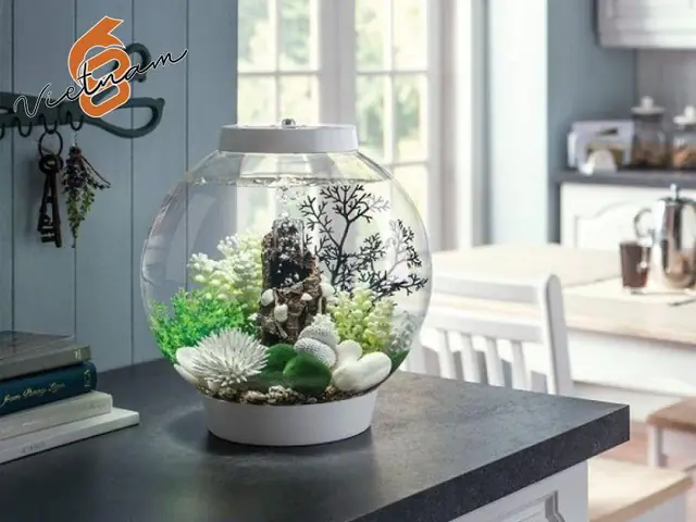Lọ Thủy Tinh Nuôi Cá Betta: Hướng Dẫn Toàn Diện Cho Người Mới