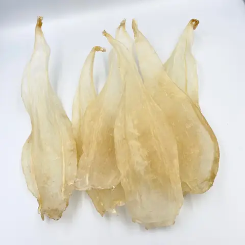 Cá Phổi Châu Phi: Loài Cá Sống Trong Đất Với Khả Năng Độc Đáo