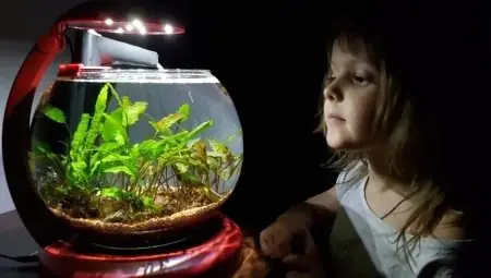 Lọc Bể Cá Tròn: Hướng Dẫn Toàn Diện Từ Lựa Chọn Đến Lắp Đặt Hiệu Quả