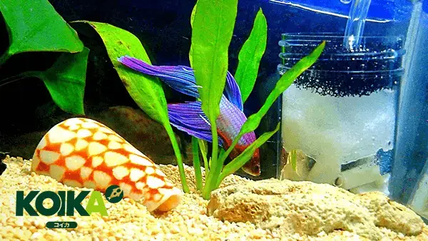 lọc bể cá tự chế