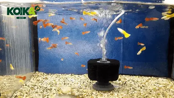 lọc bể cá tự chế