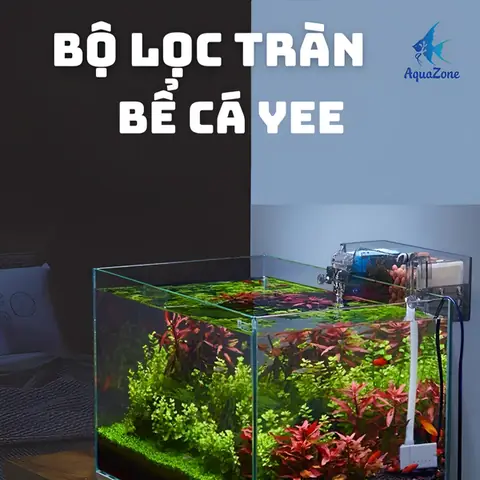 Lọc Tràn Bể Cá Cảnh: Hướng Dẫn Chọn Và Lắp Đặt Hiệu Quả