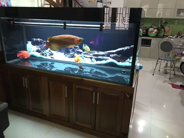 Cách Thiết Lập Hệ Thống Lọc Tràn Dưới Bể Cá Rồng Hiệu Quả