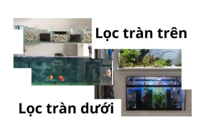 Lọc tràn dưới cho bể cá: Hướng dẫn chi tiết từ A-Z Lọc tràn dưới cho bể cá: Hướng dẫn chi tiết từ A-Z