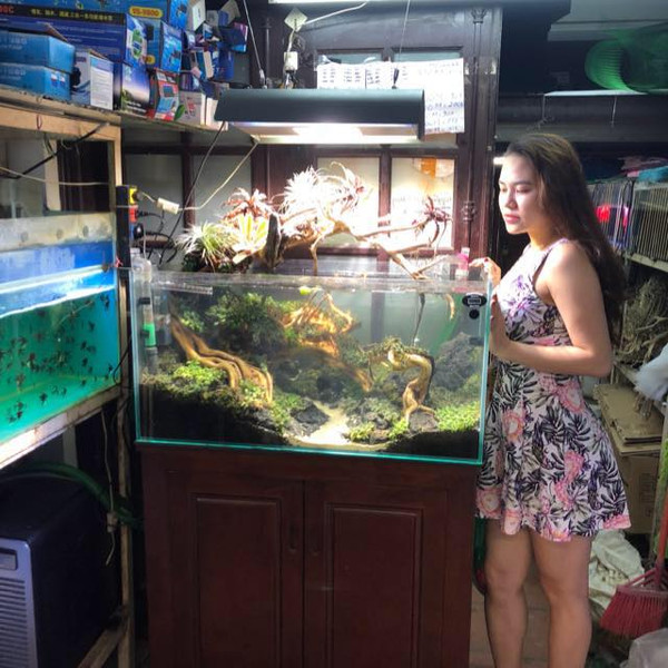 Logo và mặt tiền Bách Khoa Aqua, địa chỉ cung cấp cá cảnh và thiết bị bể cá uy tín từ năm 2005, một lựa chọn tốt cho cửa hàng bán cá cảnh gần nhất.