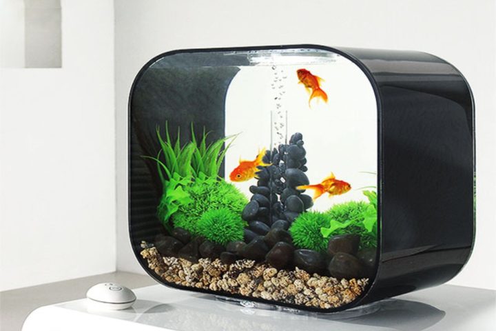 Lợi ích của bể cá cảnh mini để bàn