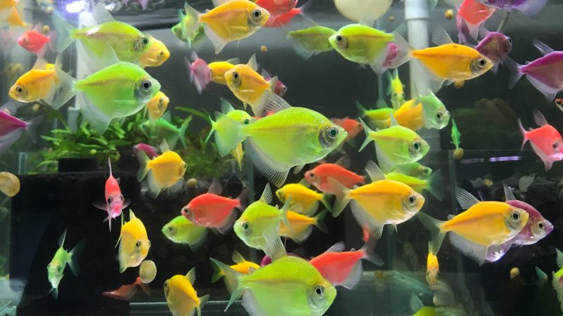 Lựa chọn cá cánh buồm khỏe mạnh để sinh sản