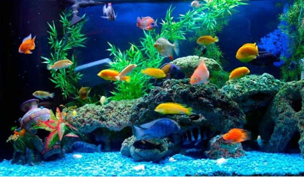 Lựa chọn giống cá cảnh phù hợp