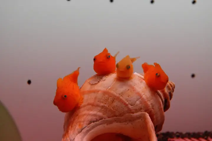 Lumpfish là cá gì? Khám phá loài cá độc đáo này