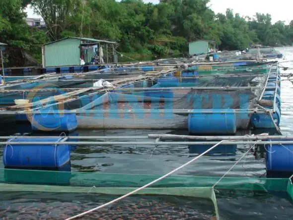 Lưới Lồng Nuôi Cá: Hướng Dẫn Toàn Diện Từ A-Z Lưới Lồng Nuôi Cá: Hướng Dẫn Toàn Diện Từ A-Z