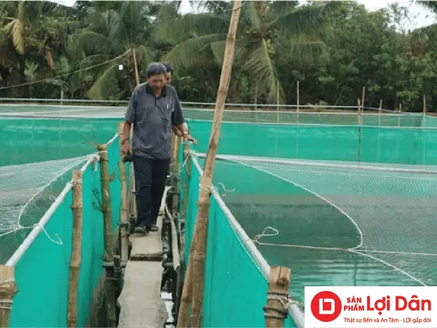 Lưới Mùng Nuôi Cá: Giải Pháp Tối Ưu Nâng Cao Hiệu Quả Chăn Nuôi Thủy Sản