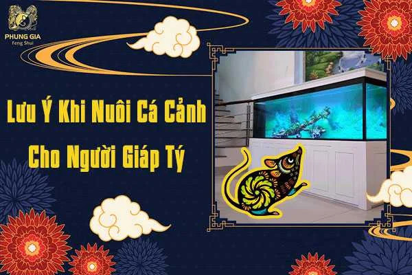 Lưu ý chọn màu sắc và số lượng cá cảnh cho người tuổi Giáp Tý 1984