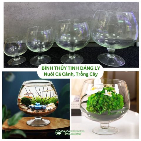 Ly nuôi cá cảnh trong suốt trên bàn làm việc, tô điểm không gian sống.