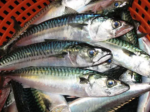 mackerel là cá gì