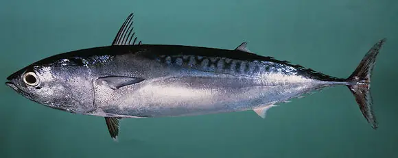 mackerel là cá gì