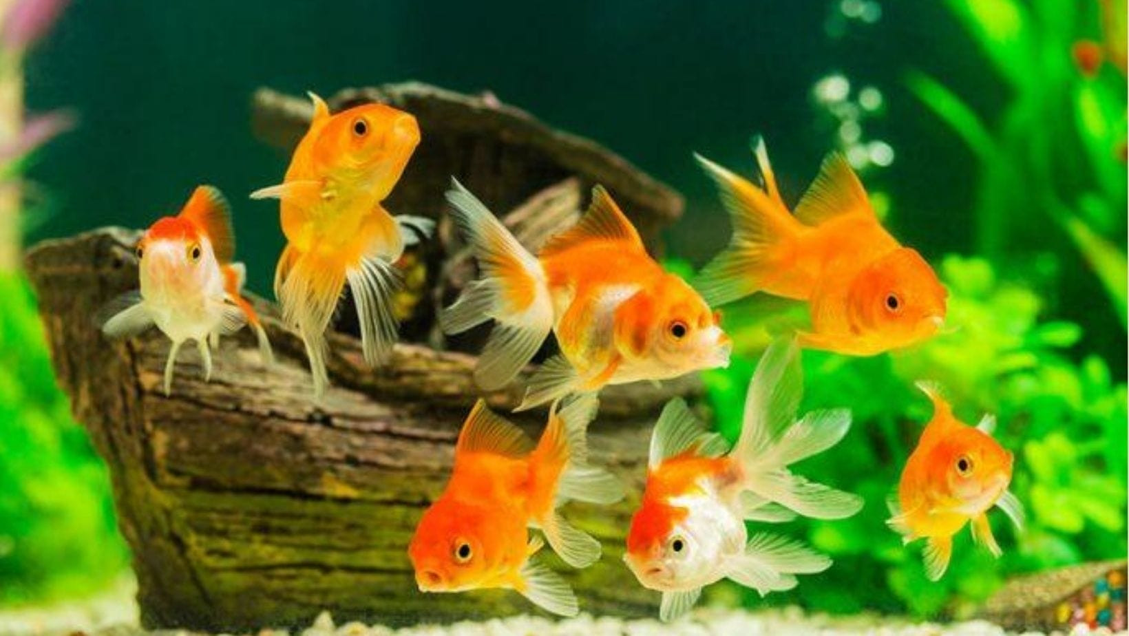 Mãn nhãn trước bể cá cảnh có màu sắc rực rỡ tại Cá Cảnh Tuấn Ngọc