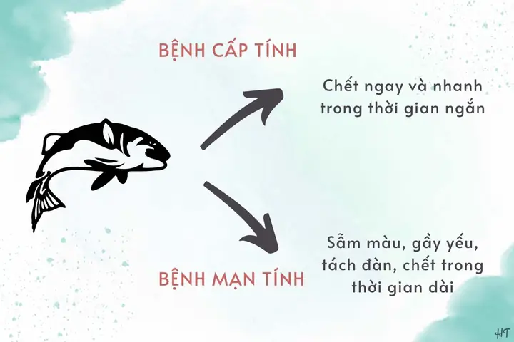 Cơ Quan Tương Tự: **Mang Cá Và Mang Tôm** Là Ví Dụ Điển Hình