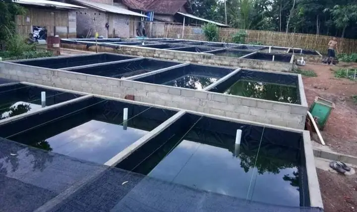 Hướng dẫn xác định mật độ nuôi cá chạch lấu hiệu quả