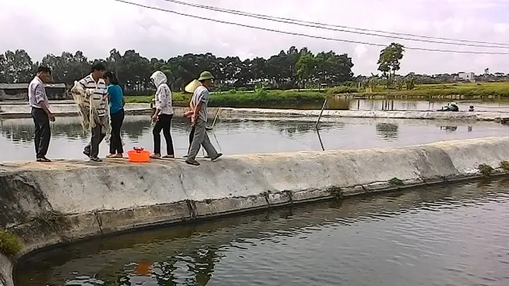 Mật độ nuôi cá rô phi đơn tính chuẩn cho năng suất cao