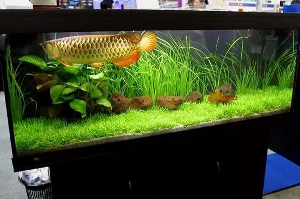 Khám phá 20+ Mẫu Bể Cá Cảnh Đẹp & Độc Đáo cho Mọi Không Gian Khám phá 20+ Mẫu Bể Cá Cảnh Đẹp & Độc Đáo cho Mọi Không Gian