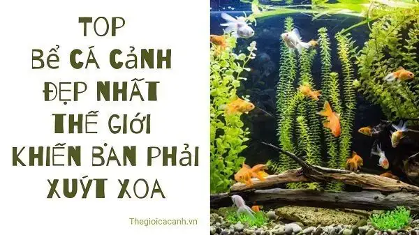mẫu bể cá đẹp nhất