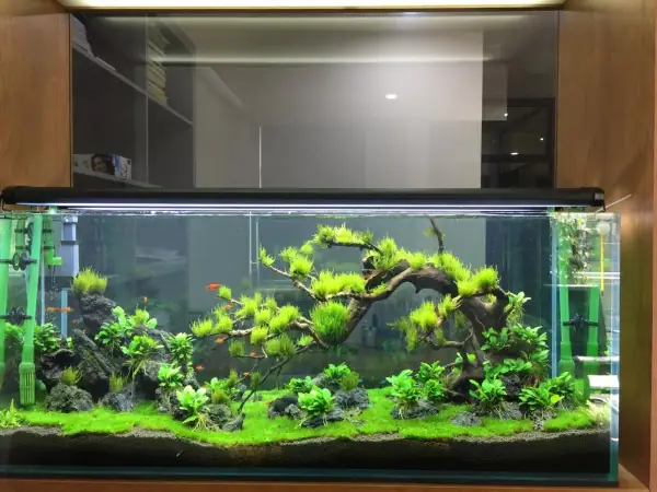 mẫu hồ cá đẹp trong nhà