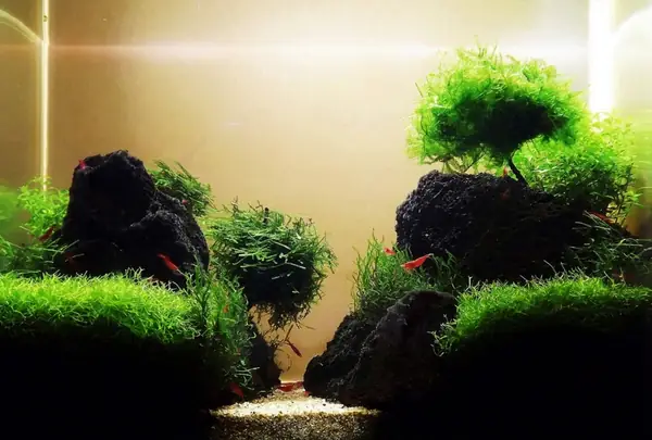 mẫu hồ cá thủy sinh đẹp