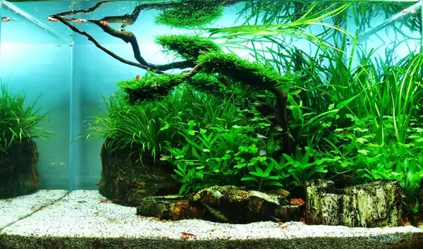mẫu hồ cá thủy sinh đẹp