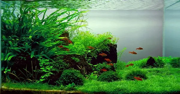 mẫu hồ cá thủy sinh đẹp