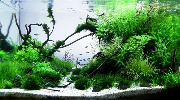 mẫu hồ cá thủy sinh đẹp