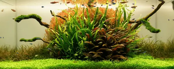 mẫu hồ cá thủy sinh đẹp
