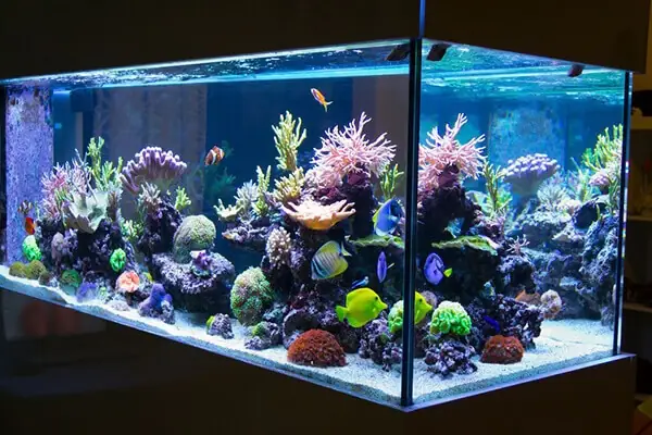 Top 15 Mẫu Hồ Cá Trong Nhà Đẹp Xu Hướng & Hướng Dẫn Chi Tiết