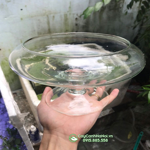 Mẫu ly nuôi cá cảnh dáng thấp, phù hợp đặt trên kệ sách.