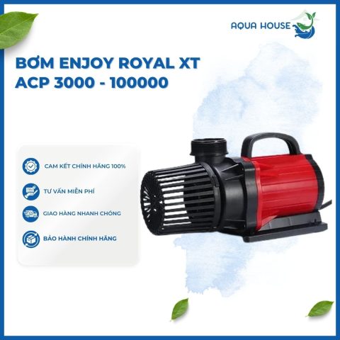 Máy bơm hồ cá cảnh hỗ trợ duy trì môi trường lý tưởng cho rong hồ cá cảnh