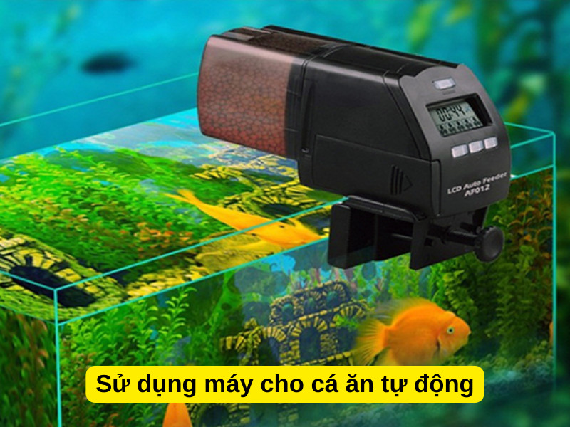 Máy cho cá ăn tự động là giải pháp tiện lợi khi người nuôi đi vắng dài ngày