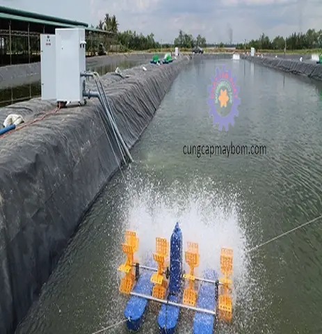 Máy Tạo Oxy Nuôi Cá: Hướng Dẫn Chi Tiết Để Tối Ưu Môi Trường Sống