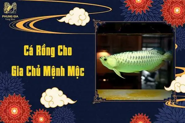 Mệnh Mộc nuôi cá rồng màu gì: Hướng dẫn chọn cá hợp phong thủy