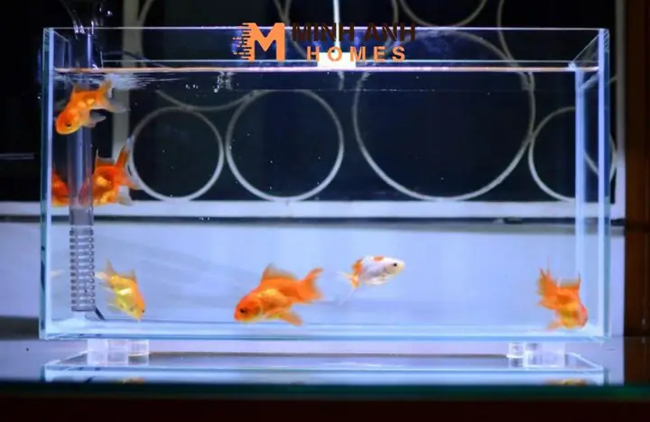 Mica Ngăn Hồ Cá: Tổng Quan Về Cấu Tạo, Ưu Điểm Và Ứng Dụng Chuyên Sâu