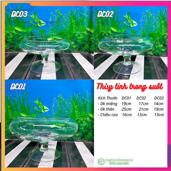 Minh họa chi tiết kích thước ly nuôi cá cảnh dáng thấp tiện lợi.