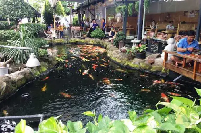 3. Một số mẫu quán cafe cá Koi đẹp hút hồn