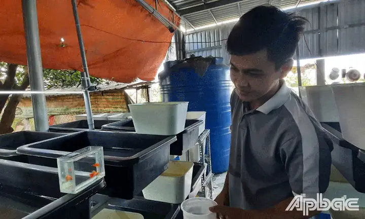 Hướng Dẫn Chi Tiết Mô Hình Nuôi Cá Bảy Màu Hiệu Quả Từ A Đến Z